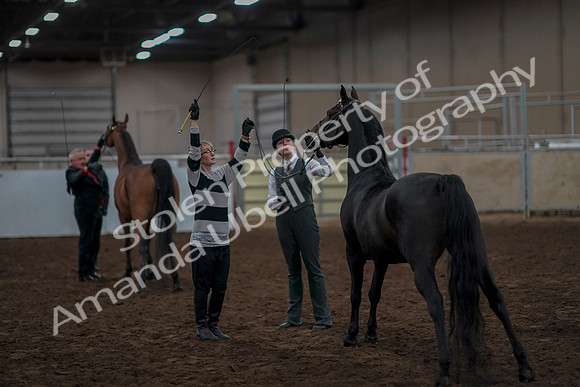 2019 Morgan Horse Show - Aug 31, 2019 - 03800