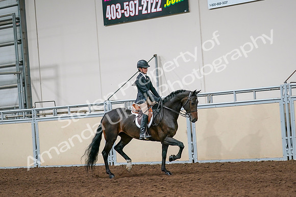 2020 - AB Morgan Horse - Sun, Sept 06 - 08067