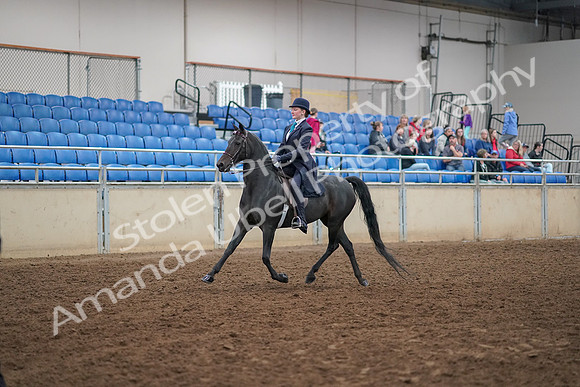 2019 Morgan Horse Show - Aug 30, 2019 - 12164