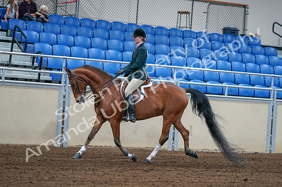 2020 - AB Morgan Horse - Fri, Sept 04 - 01556