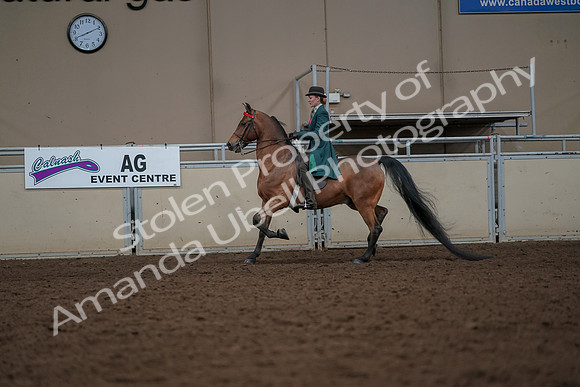 2019 Morgan Horse Show - Aug 30, 2019 - 27928