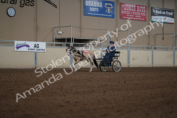 2019 Morgan Horse Show - Aug 31, 2019 - 04583