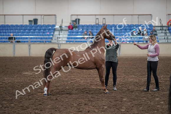 2019 Morgan Horse Show - Aug 31, 2019 - 01342