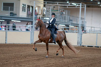 2020 - AB Morgan Horse - Fri, Sept 04 - 06235