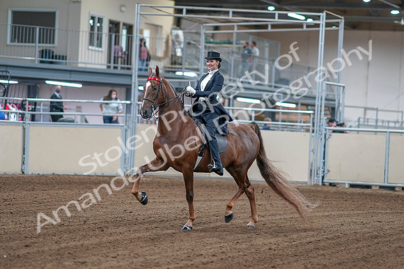 2020 - AB Morgan Horse - Fri, Sept 04 - 06235