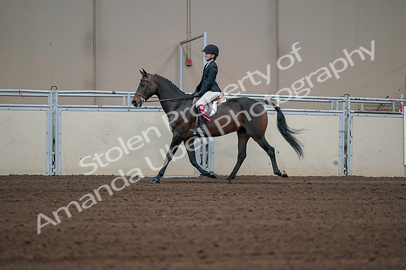 2019 Morgan Horse Show - Sept 01, 2019 - 03978