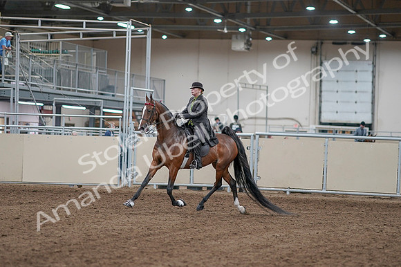 2020 - AB Morgan Horse - Fri, Sept 04 - 09514