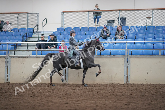 2019 Morgan Horse Show - Aug 31, 2019 - 09646