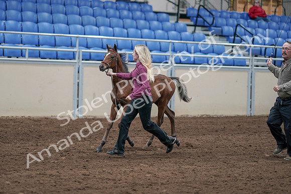 2020 - AB Morgan Horse - Sat, Sept 05 - 00471
