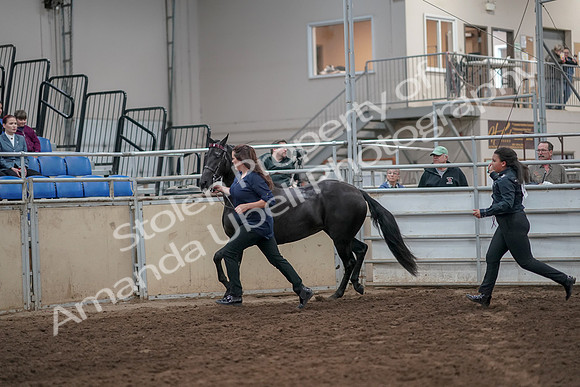 2019 Morgan Horse Show - Aug 31, 2019 - 00898