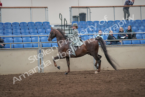 2019 Morgan Horse Show - Aug 31, 2019 - 07671