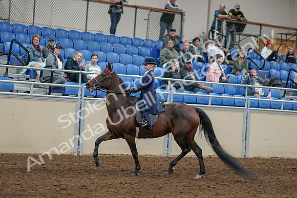 2020 - AB Morgan Horse - Sun, Sept 06 - 07922