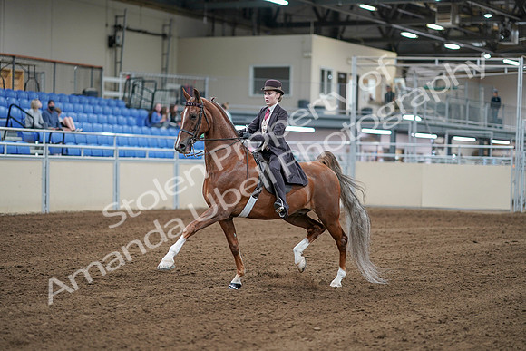 2020 - AB Morgan Horse - Sat, Sept 05 - 06155