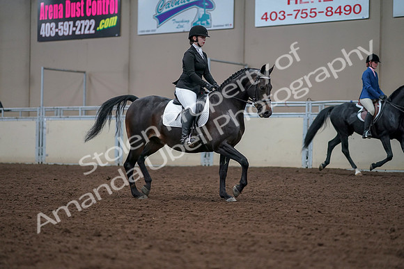 2019 Morgan Horse Show - Aug 30, 2019 - 18475