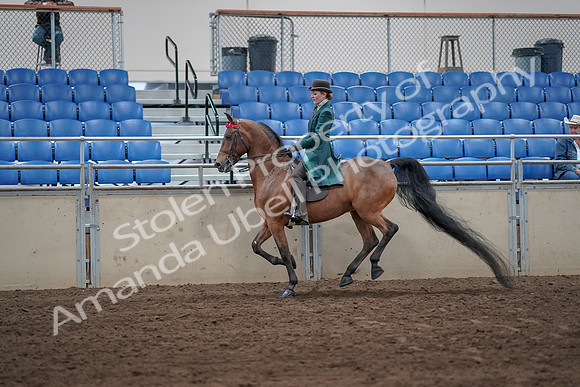 2019 Morgan Horse Show - Sept 01, 2019 - 13275