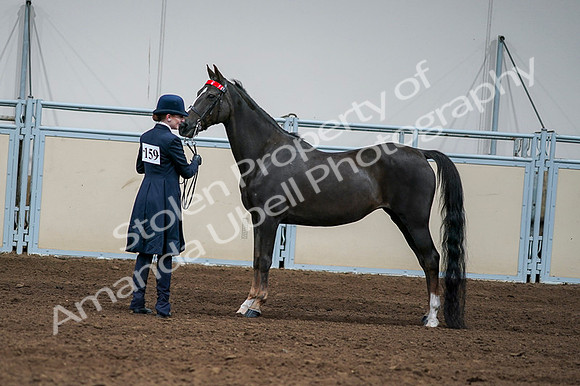 2020 - AB Morgan Horse - Fri, Sept 04 - 00710
