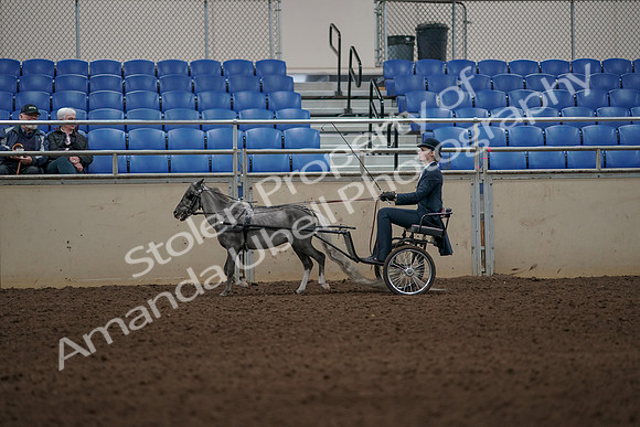 2019 Morgan Horse Show - Aug 31, 2019 - 04375