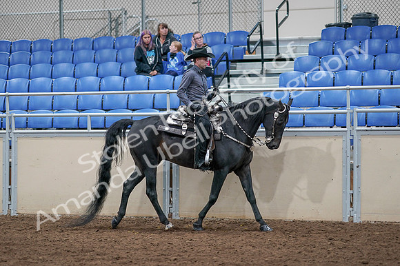 2020 - AB Morgan Horse - Fri, Sept 04 - 08477