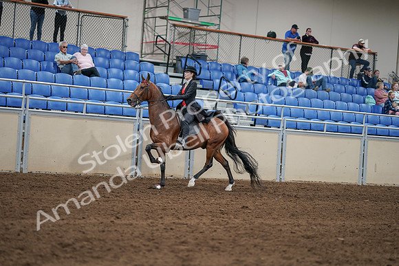 2020 - AB Morgan Horse - Sat, Sept 05 - 06727