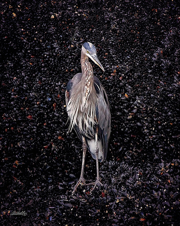 Birds - 081