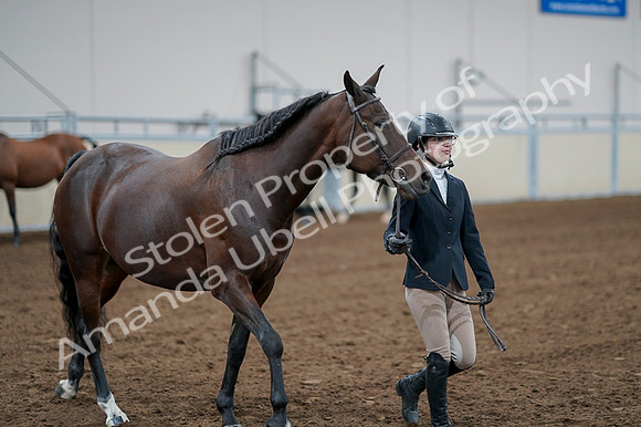 2020 - AB Morgan Horse - Fri, Sept 04 - 00794