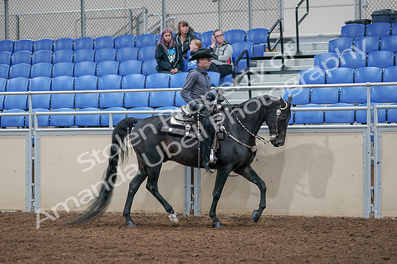 2020 - AB Morgan Horse - Fri, Sept 04 - 08475