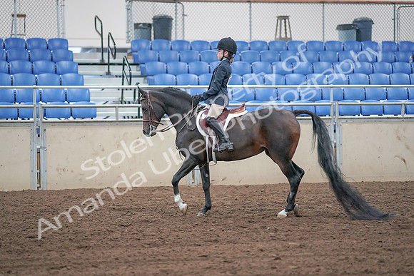2019 Morgan Horse Show - Sept 01, 2019 - 05478