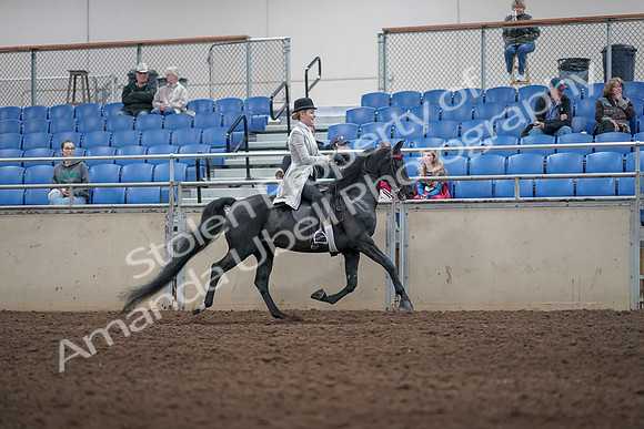2019 Morgan Horse Show - Aug 31, 2019 - 09620