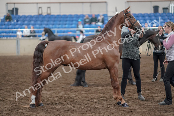 2019 Morgan Horse Show - Aug 31, 2019 - 03758