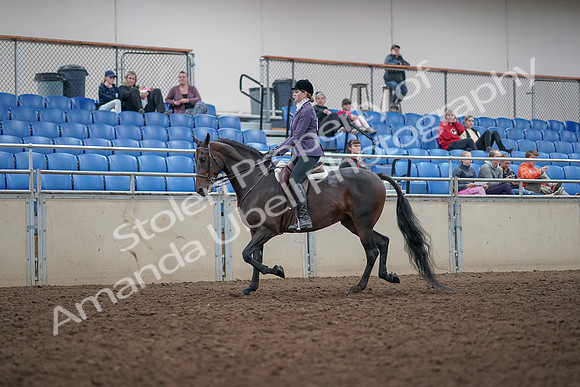 2019 Morgan Horse Show - Aug 31, 2019 - 14781