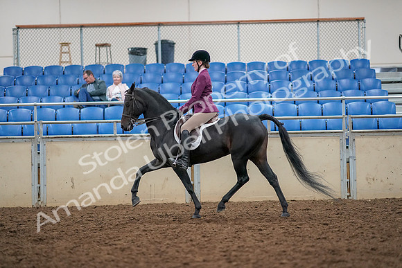2019 Morgan Horse Show - Aug 30, 2019 - 23175