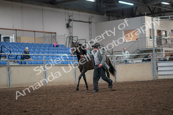 2019 Morgan Horse Show - Aug 31, 2019 - 03371