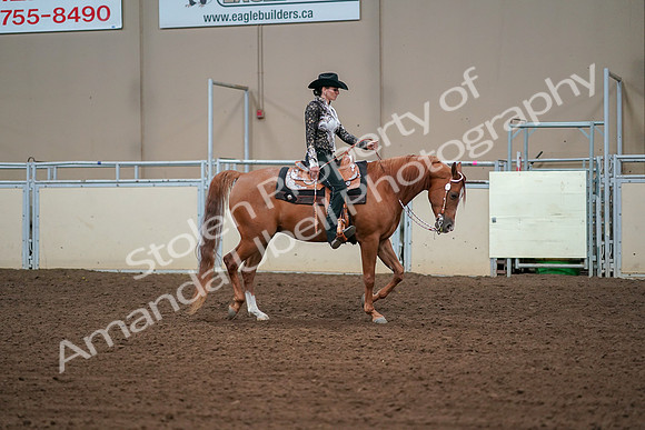 2019 Morgan Horse Show - Aug 30, 2019 - 17012