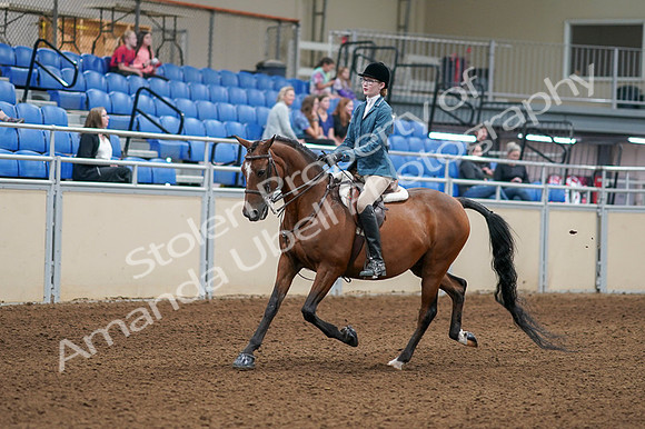 2020 - AB Morgan Horse - Fri, Sept 04 - 03960