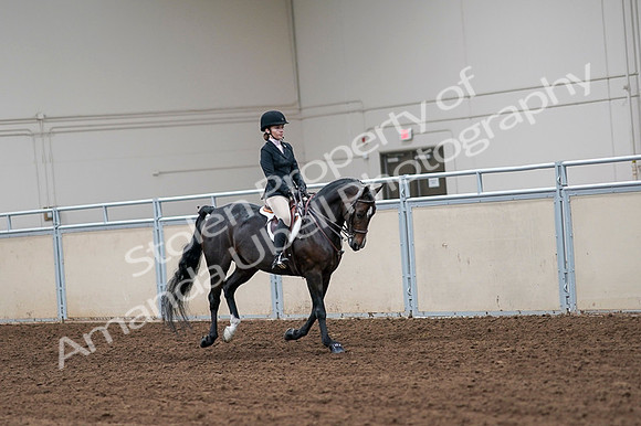 2020 - AB Morgan Horse - Fri, Sept 04 - 02108