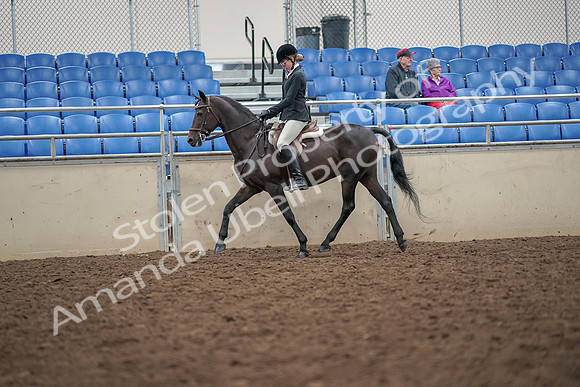 2019 Morgan Horse Show - Aug 30, 2019 - 20128