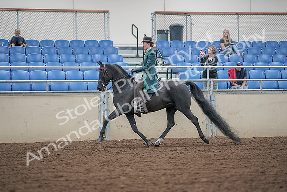 2019 Morgan Horse Show - Aug 30, 2019 - 15342