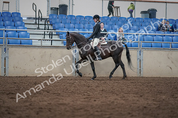 2019 Morgan Horse Show - Sept 01, 2019 - 09016