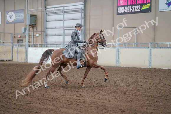 2019 Morgan Horse Show - Aug 30, 2019 - 15640