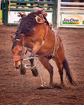 rodeo - 011