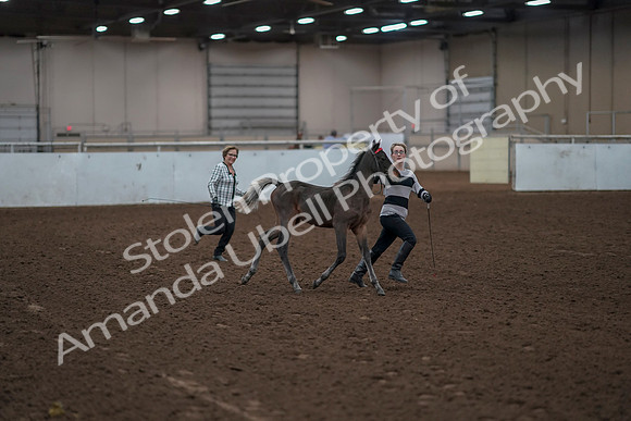 2019 Morgan Horse Show - Aug 31, 2019 - 00189