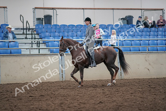 2019 Morgan Horse Show - Aug 31, 2019 - 14933