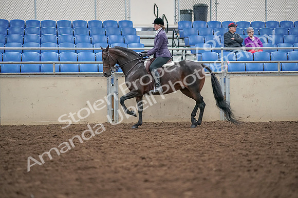 2019 Morgan Horse Show - Aug 30, 2019 - 20325