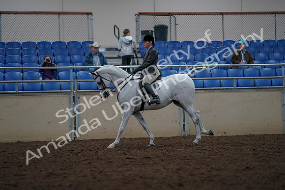 2019 Morgan Horse Show - Aug 31, 2019 - 15019