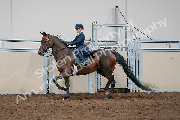 2020 - AB Morgan Horse - Sat, Sept 05 - 04925