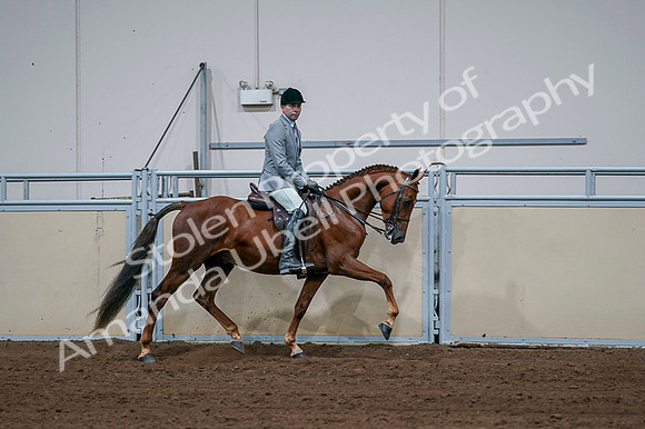 2020 - AB Morgan Horse - Fri, Sept 04 - 01800