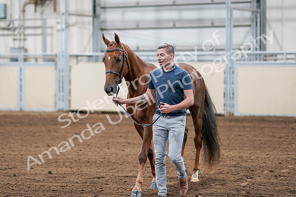 2020 - AB Morgan Horse - Sat, Sept 05 - 00200