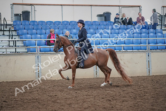 2019 Morgan Horse Show - Aug 31, 2019 - 16906