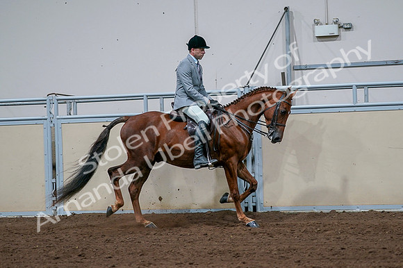 2020 - AB Morgan Horse - Fri, Sept 04 - 01791