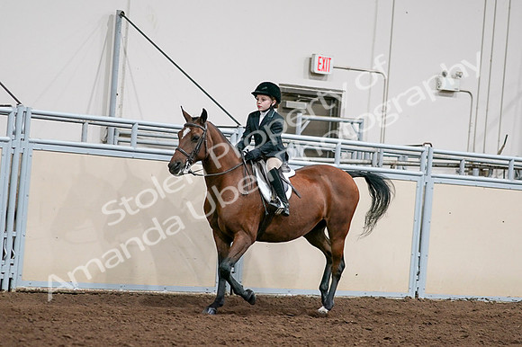 2020 - AB Morgan Horse - Fri, Sept 04 - 02041